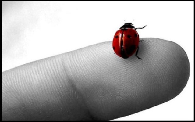 The Lady Bug and Destinys Window.jpg